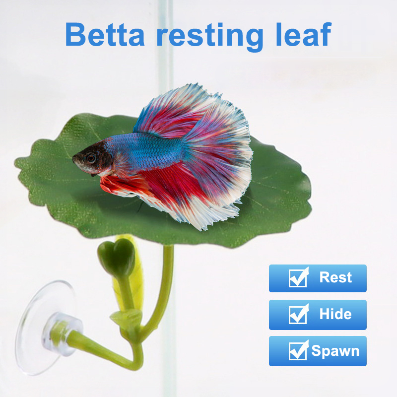 Planted Aquarium For Betta - Amaca a foglia verde da 1
