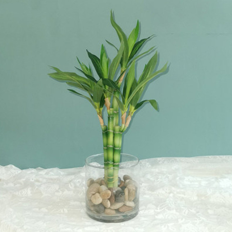 Aquarium Plant Display - Nuovo 40 cm rFtificial Lucky Bamboo