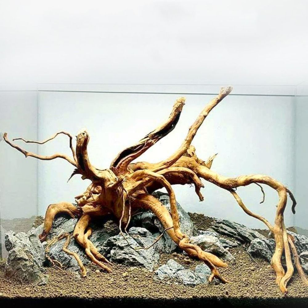 Aquarium Plant Guide - Tronco d'albero naturale decorazione dell'acquario decorazione