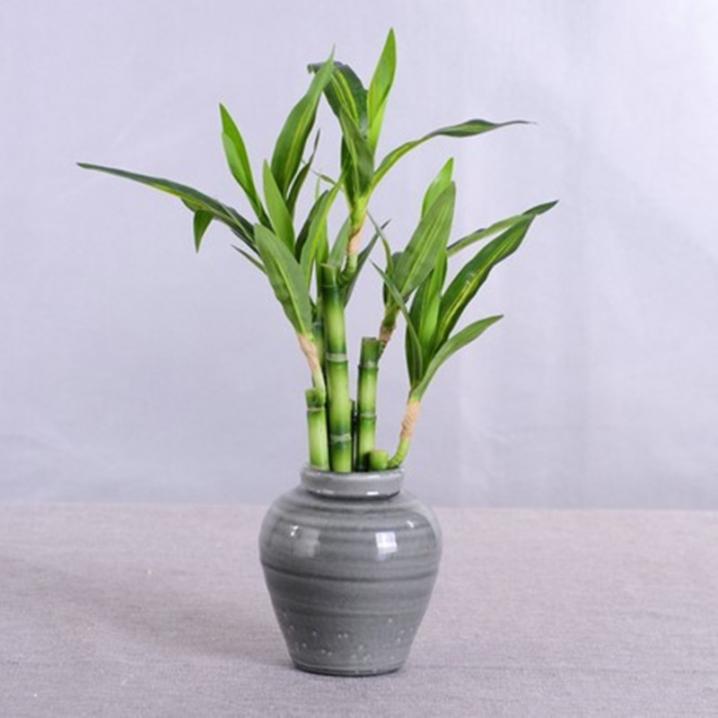 Nuovo 40 cm rFtificial Lucky B - Aquarium Plant Display recensione e prezzo