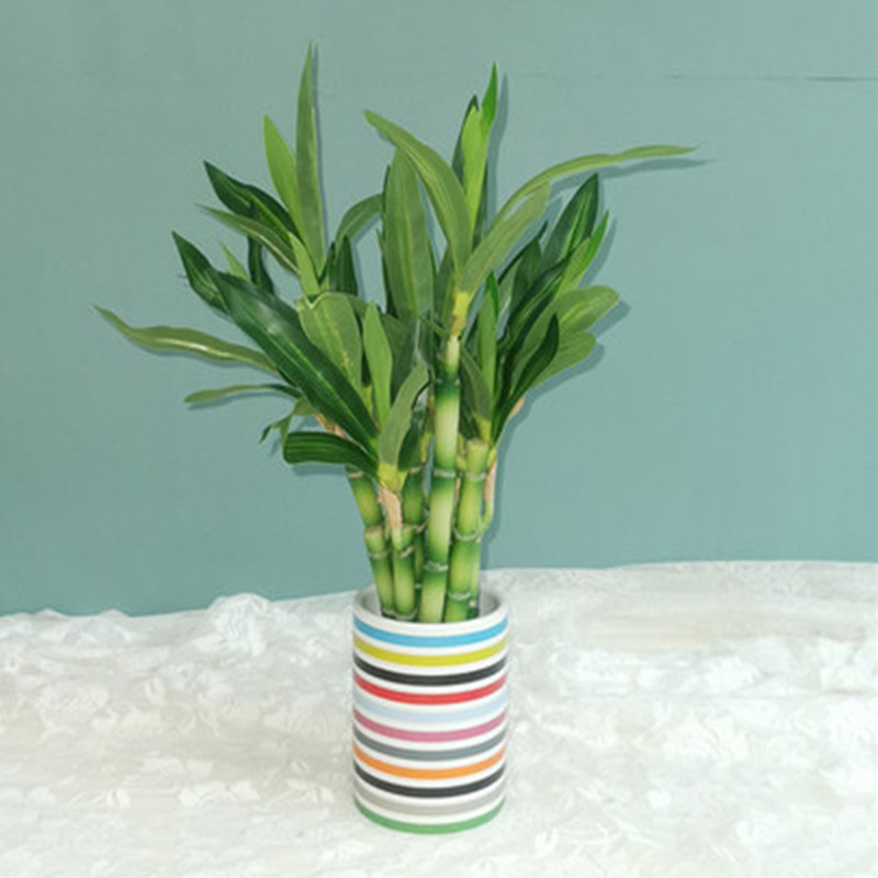 Nuovo 40 cm rFtificial Lucky B - Aquarium Plant Display recensione e prezzo