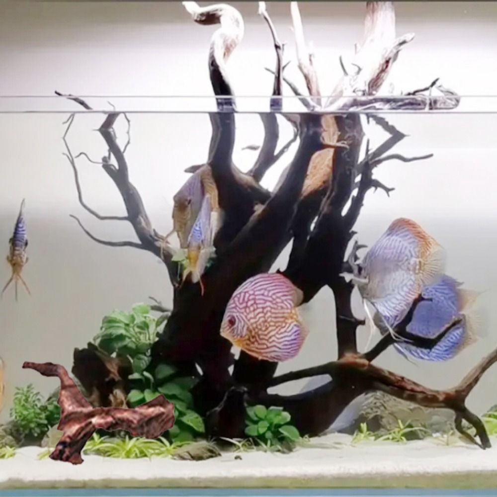 Radici di Pino Naturale a Form - Aquarium Plant Guide recensione e prezzo