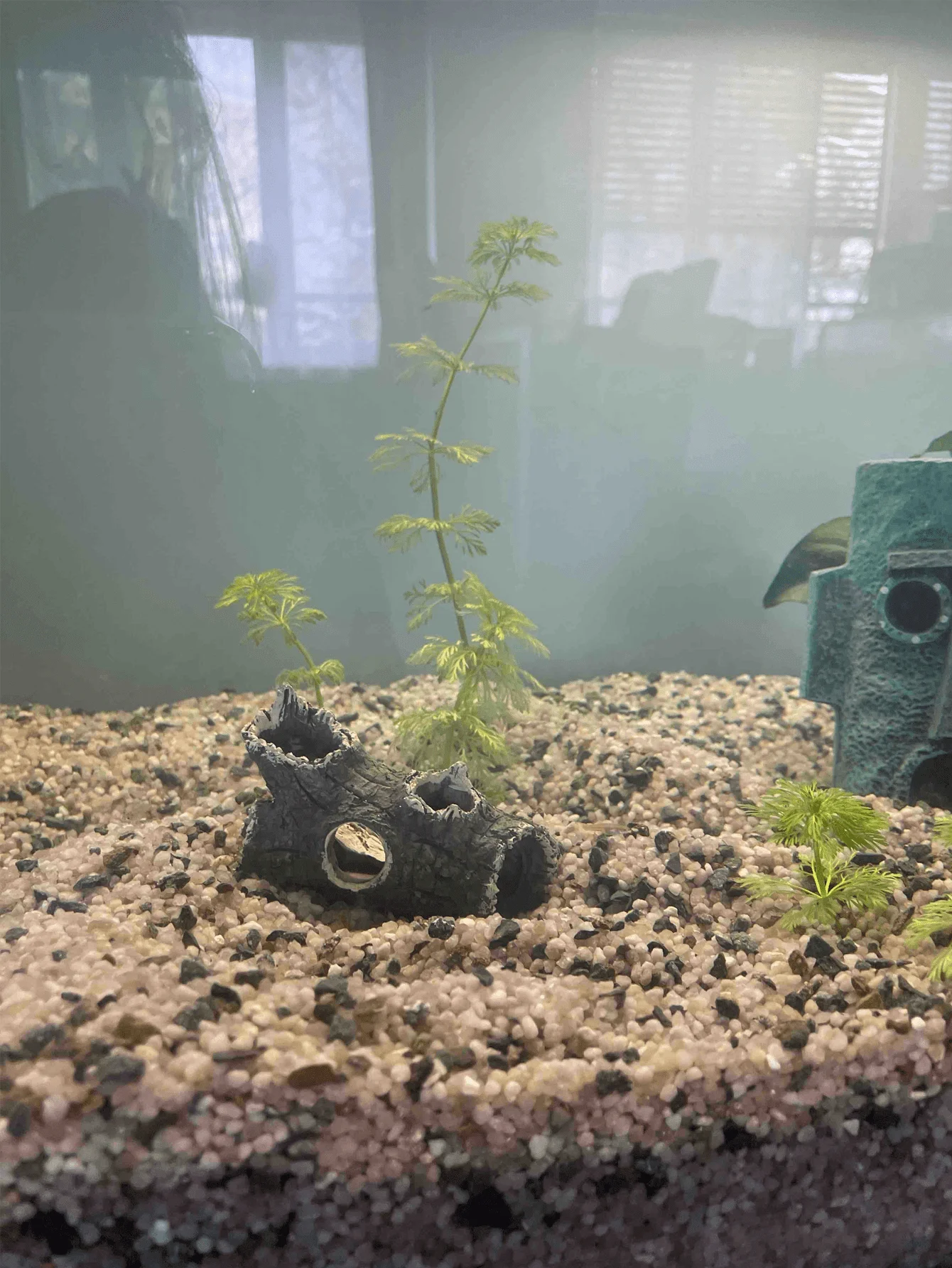 1 Pezzo di Decorazione per Acq - Aquarium Plant Guide recensione e prezzo