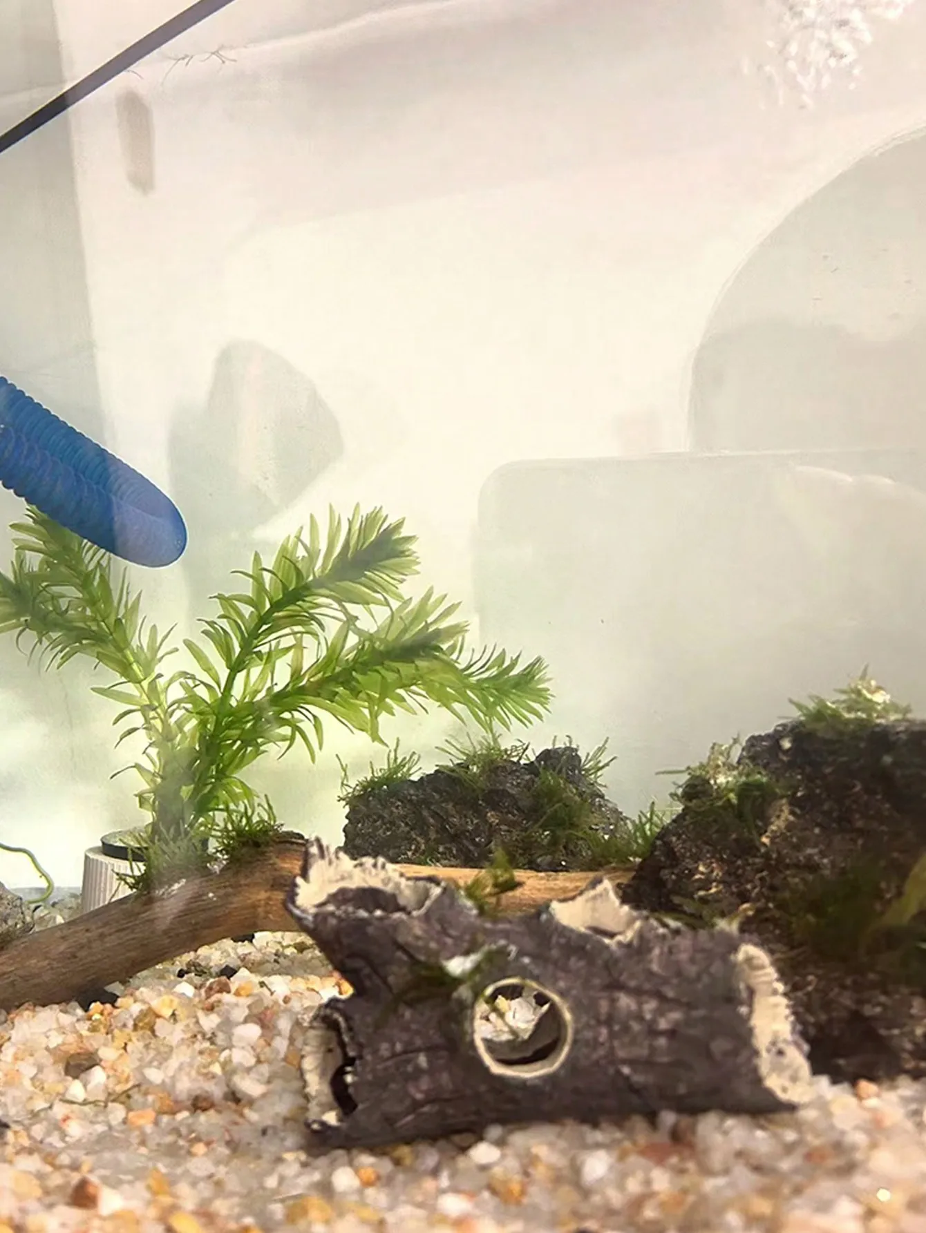 1 Pezzo di Decorazione per Acq - Aquarium Plant Guide recensione e prezzo