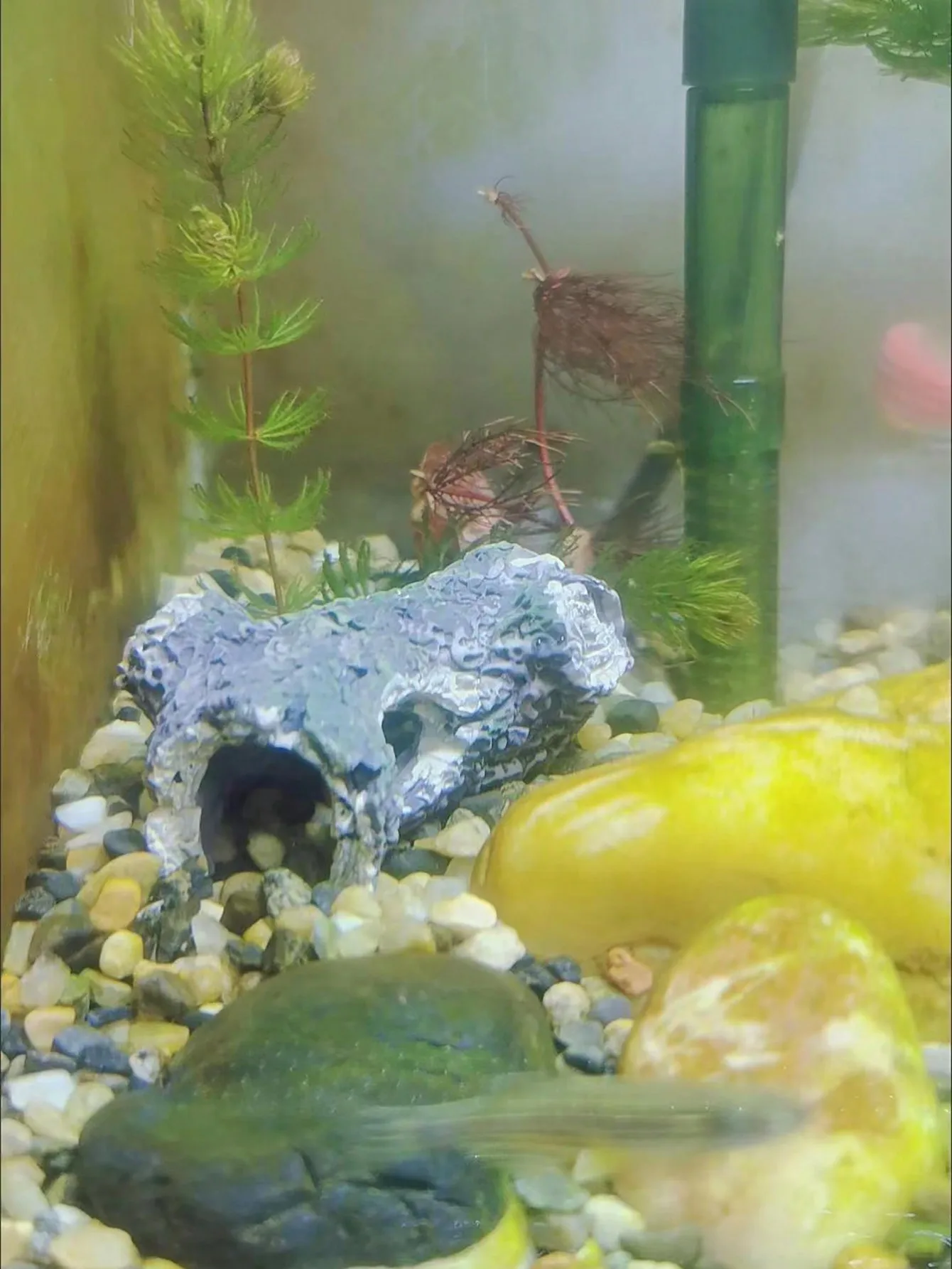 1 Pezzo di Decorazione per Acq - Aquarium Plant Guide recensione e prezzo